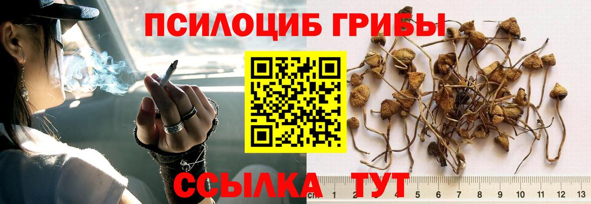 Псилоцибиновые грибы GOLDEN TEACHER Десногорск